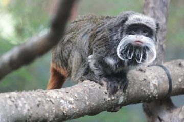 There has been a fourth mysterious disappearance of monkeys from the Dallas Zoo