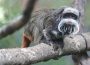 There has been a fourth mysterious disappearance of monkeys from the Dallas Zoo