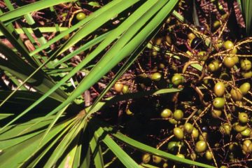 The Ultimate Guide to Saw Palmetto