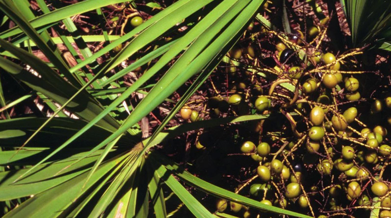 The Ultimate Guide to Saw Palmetto
